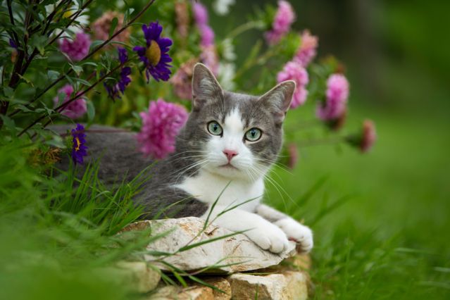 Hund reißt sich los und tötet Katze in privatem Garten